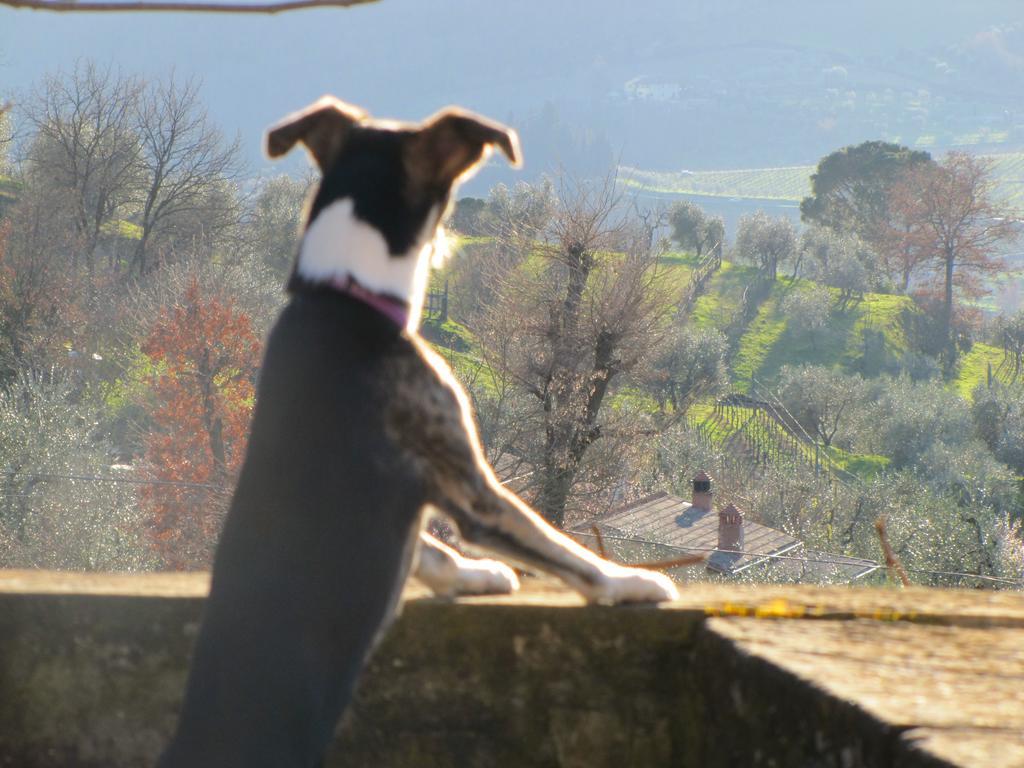 Agriturismo La Fontaccia Rufina Luaran gambar